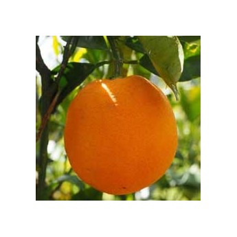 Naranjo - Navel -