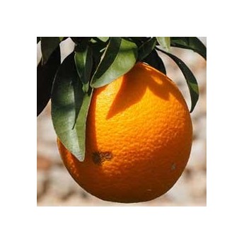 Naranjo - Navel -