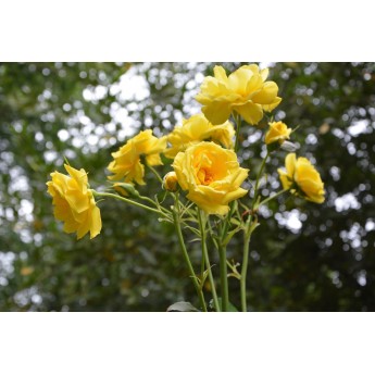 Rosal trepador amarillo