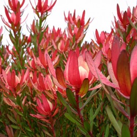 Leucadendron rojo