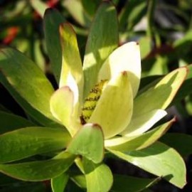 Leucadendron amarillo