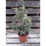 Osmanthus heterophyllus variegata