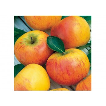 Manzano Naranja de Cox