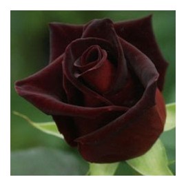 Rosal Perla Negra